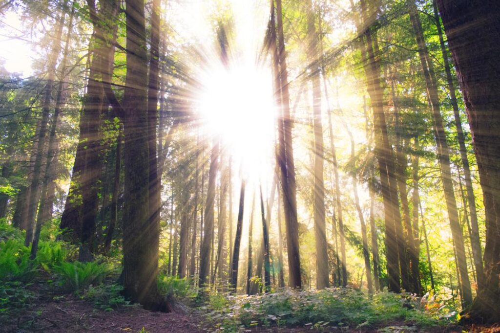 Sun rays shining through a tall forest.