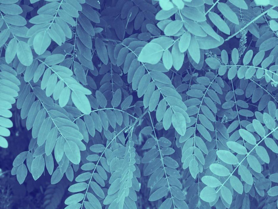 A photo of green shrubbery, tinted blue.